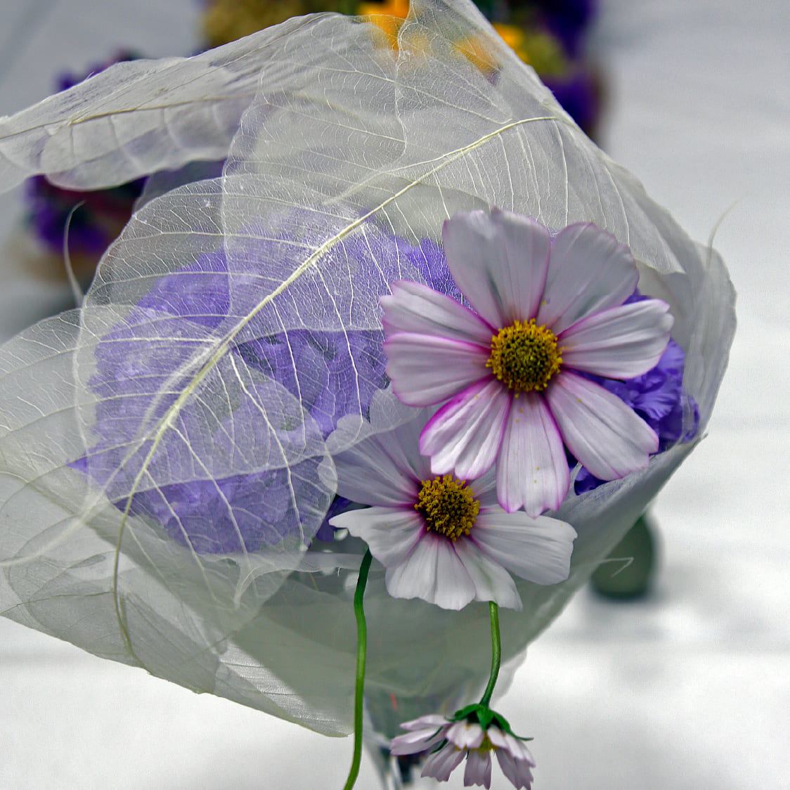 スケルトンリーフのデザイン 脊黒講師作品