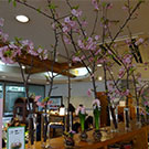 春が来たマミフラワーのカフェとショップ！町田山口美知子