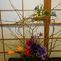 春　球根の花、アネモネ、チューリップ、姫水木！
